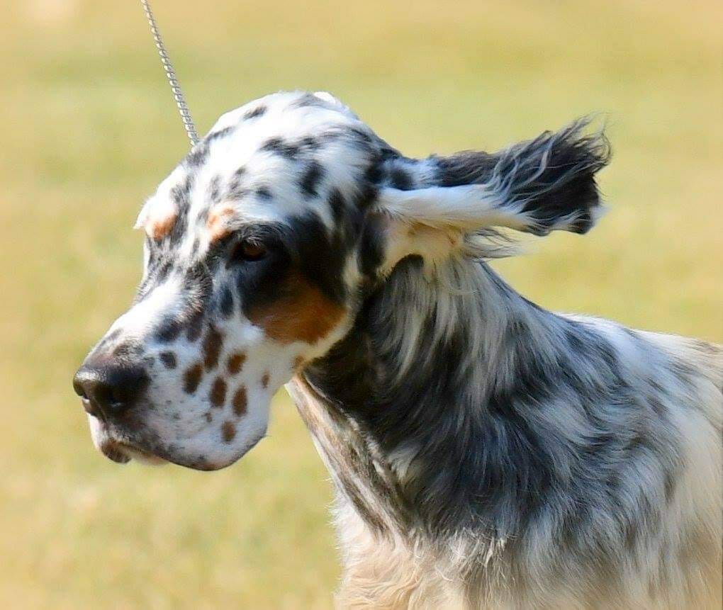 Tri color sale english setter