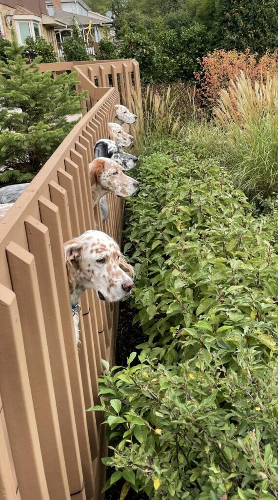 English setter breed info esaa