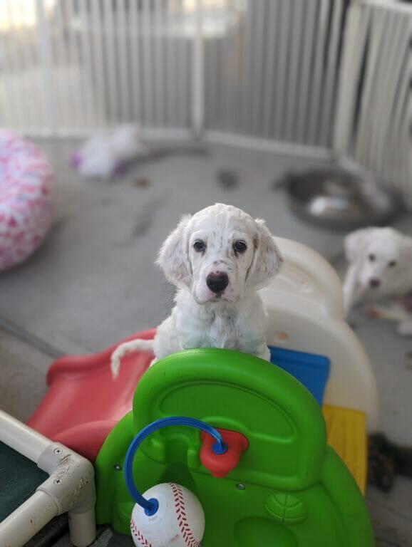 English Setter Resources ESAA English setter resources esaa