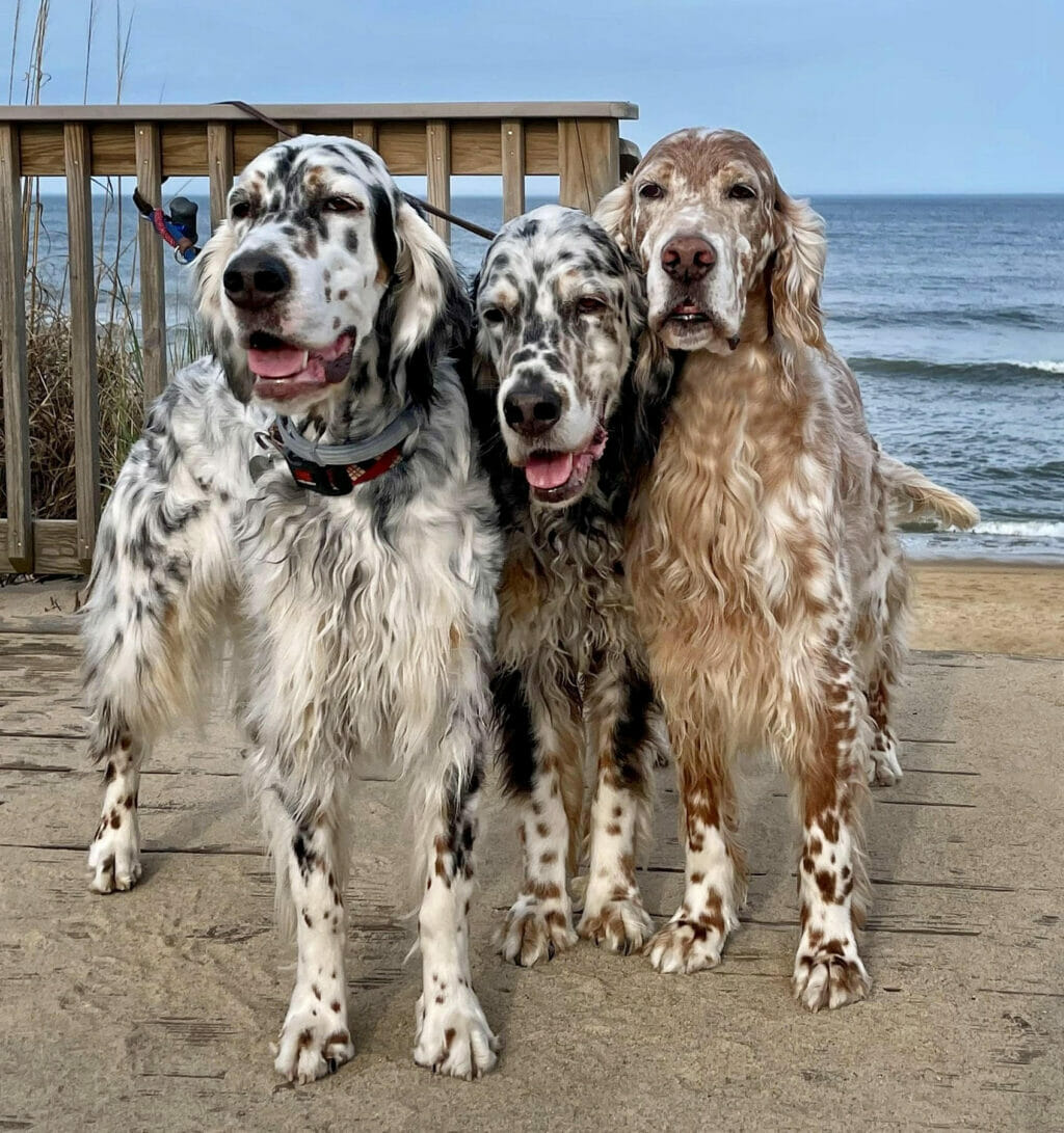 Find an English Setter ESAA