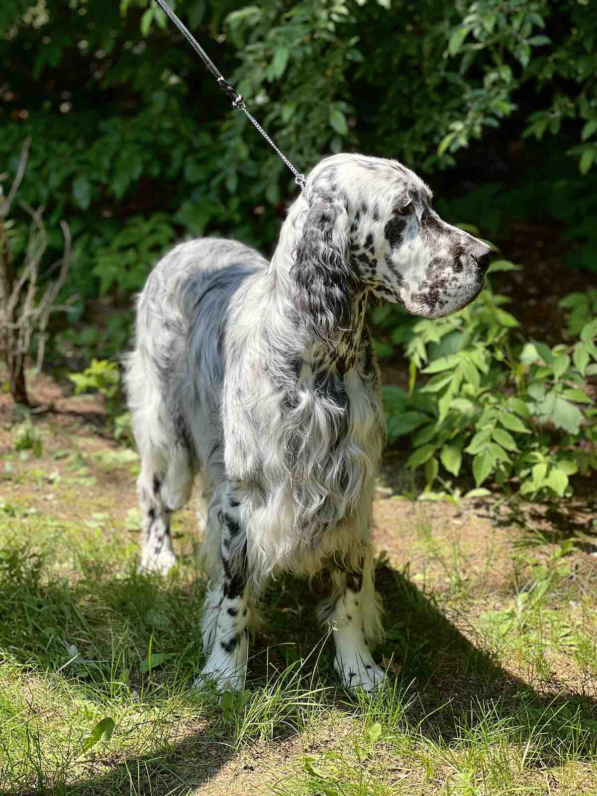 Akc Points Schedule 2023